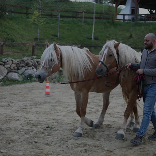 Sight of mind – Horse Touch training